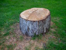 Best Stump Grinding and Removal  in Vernon Center, NJ