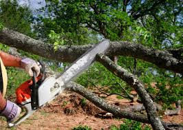Best Tree Trimming and Pruning  in Vernon Center, NJ