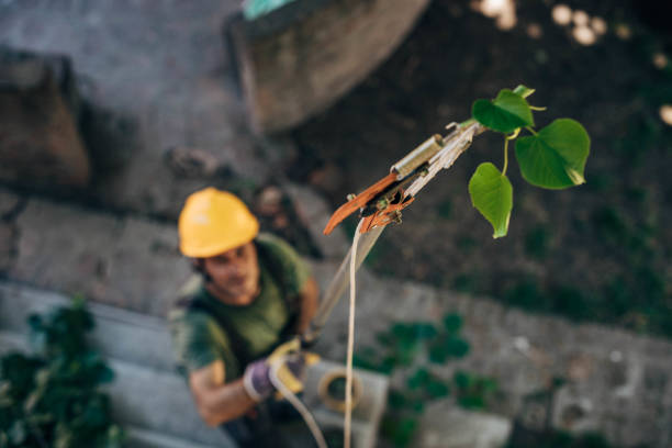Best Leaf Removal  in Vernon Center, NJ