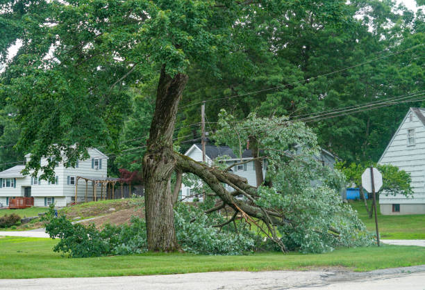 Best Tree Risk Assessment  in Vernon Center, NJ