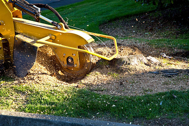 Best Emergency Tree Removal  in Vernon Center, NJ